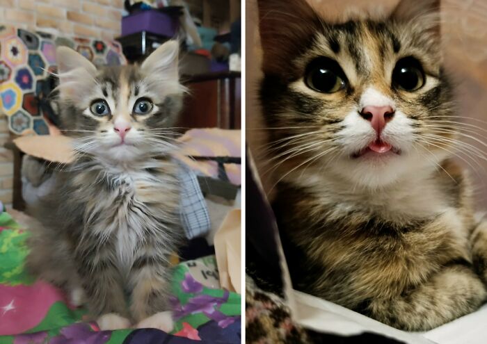 30 New “Then And Now” Pics Of Adorable Kittens Turning Into Majestic Cats, As Shared On This Group