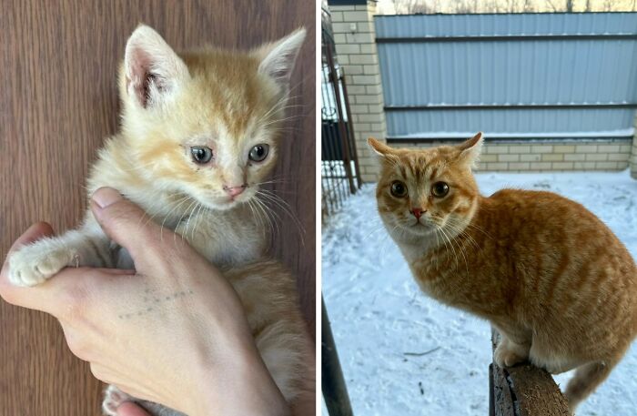 30 New “Then And Now” Pics Of Adorable Kittens Turning Into Majestic Cats, As Shared On This Group