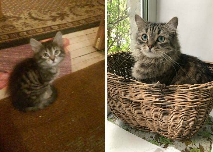 30 New “Then And Now” Pics Of Adorable Kittens Turning Into Majestic Cats, As Shared On This Group