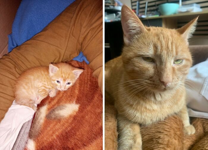 30 New “Then And Now” Pics Of Adorable Kittens Turning Into Majestic Cats, As Shared On This Group