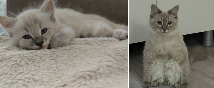 30 New “Then And Now” Pics Of Adorable Kittens Turning Into Majestic Cats, As Shared On This Group