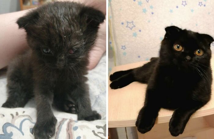 30 New “Then And Now” Pics Of Adorable Kittens Turning Into Majestic Cats, As Shared On This Group