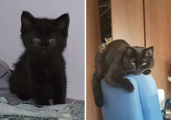 30 New “Then And Now” Pics Of Adorable Kittens Turning Into Majestic Cats, As Shared On This Group