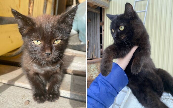 30 New “Then And Now” Pics Of Adorable Kittens Turning Into Majestic Cats, As Shared On This Group