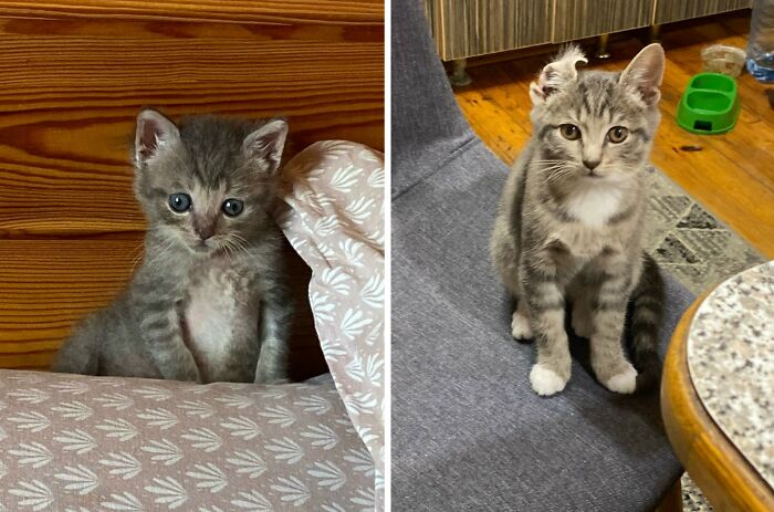 30 New “Then And Now” Pics Of Adorable Kittens Turning Into Majestic Cats, As Shared On This Group