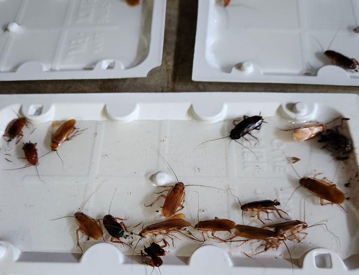 63 Horrible Neighbors Who Made Sharing The Same Neighborhood With Them Absolutely Miserable