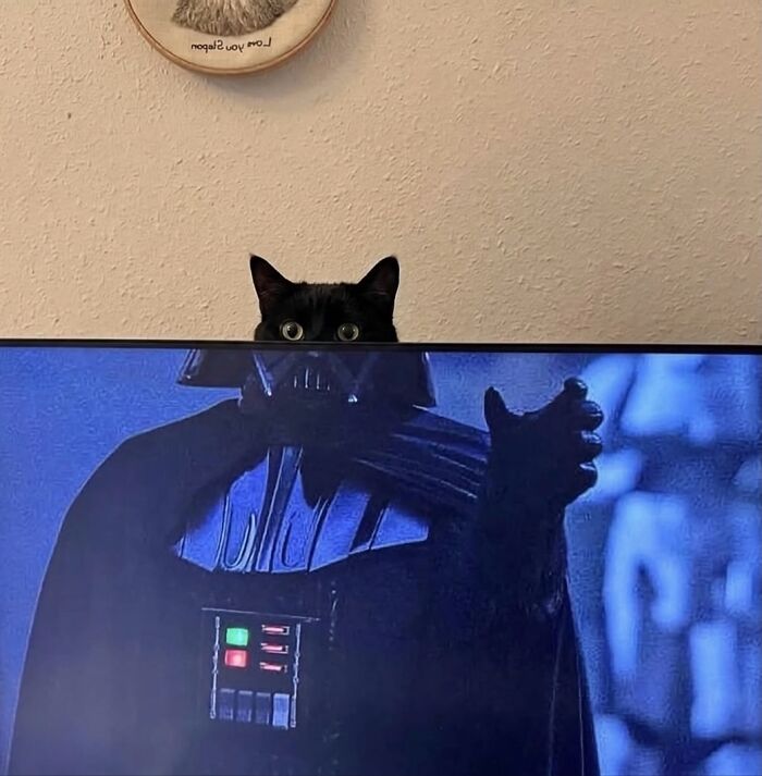 80 Hilarious Cat Moments Caught On Camera, Shared On This Page