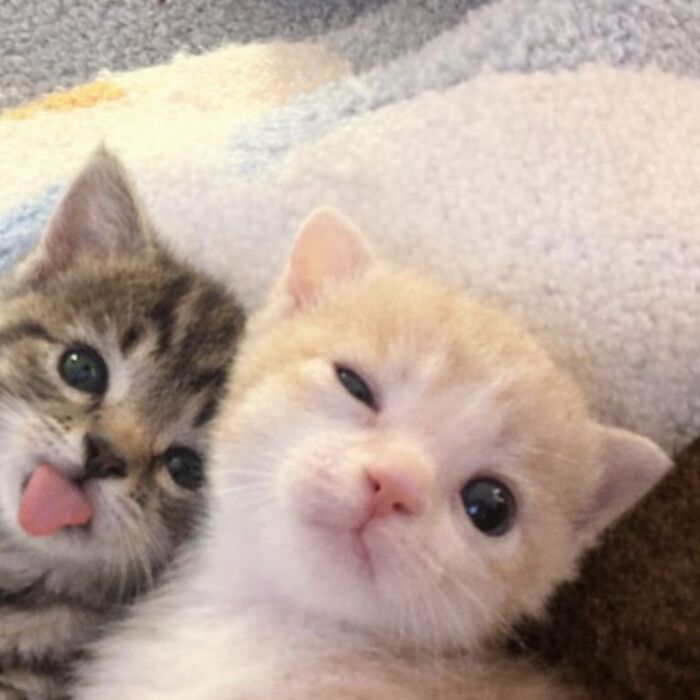 80 Hilarious Cat Moments Caught On Camera, Shared On This Page