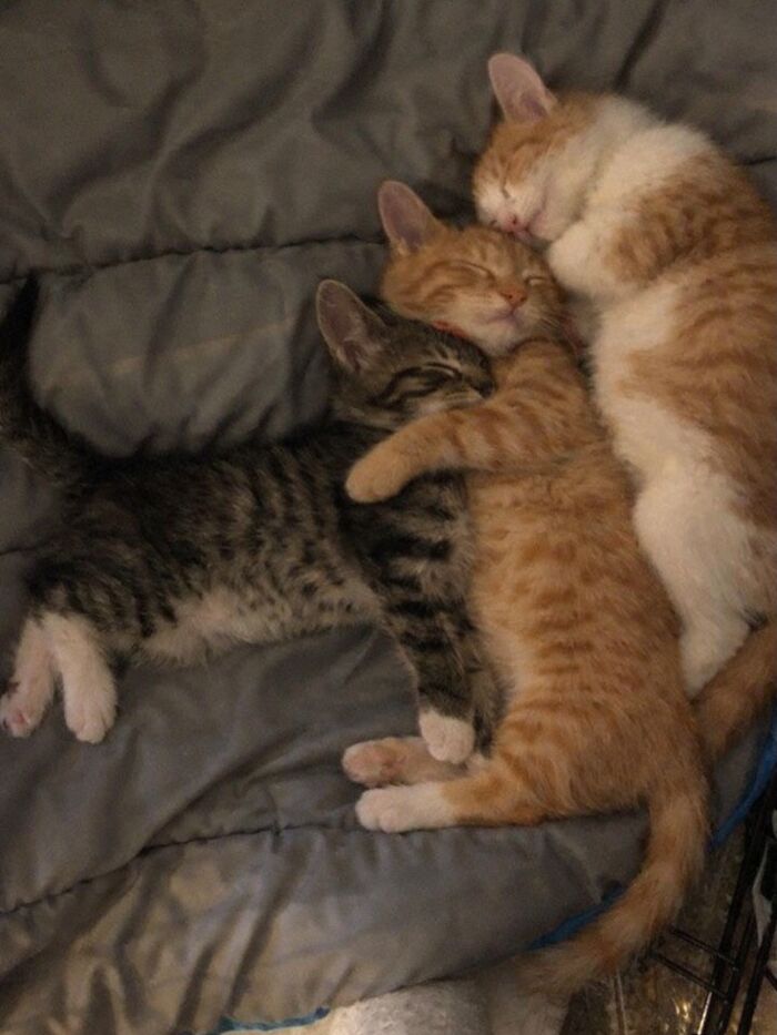 80 Hilarious Cat Moments Caught On Camera, Shared On This Page