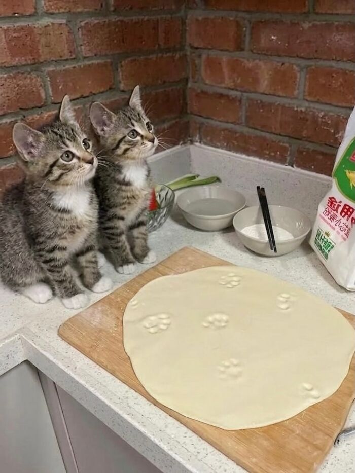 80 Hilarious Cat Moments Caught On Camera, Shared On This Page