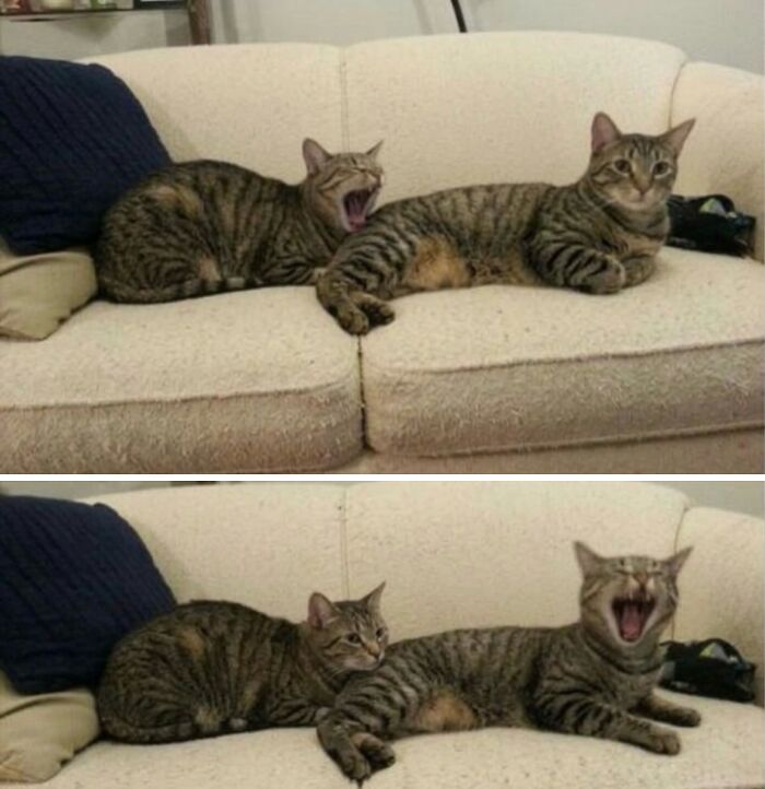 80 Hilarious Cat Moments Caught On Camera, Shared On This Page