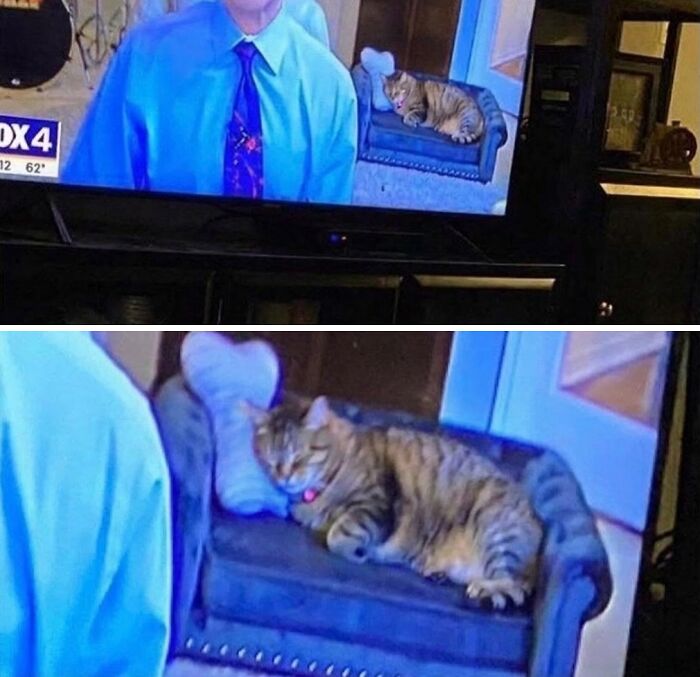 80 Hilarious Cat Moments Caught On Camera, Shared On This Page