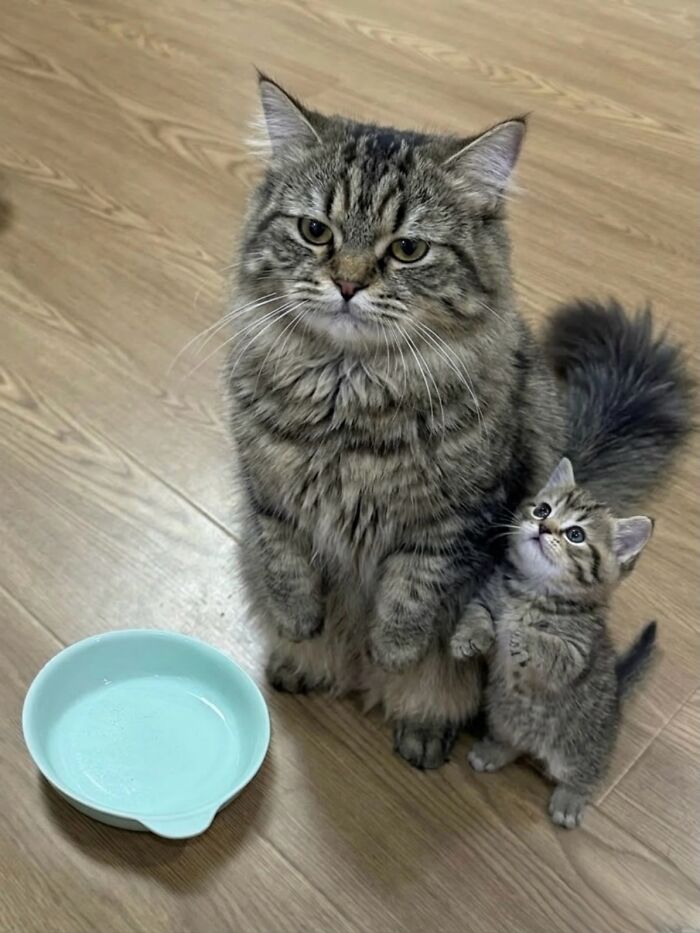 80 Hilarious Cat Moments Caught On Camera, Shared On This Page