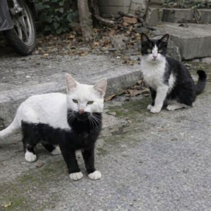 80 Hilarious Cat Moments Caught On Camera, Shared On This Page