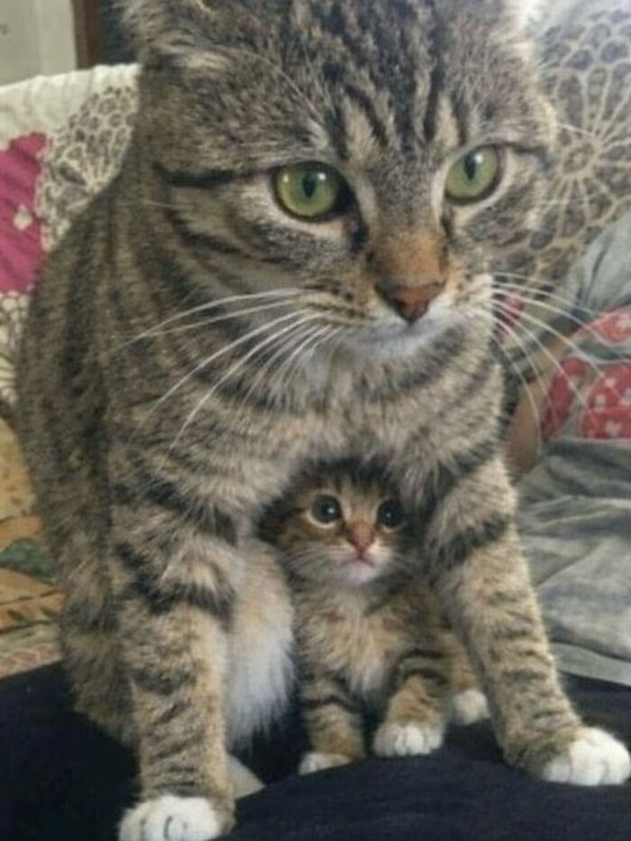 80 Hilarious Cat Moments Caught On Camera, Shared On This Page