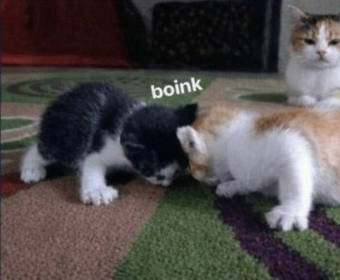 80 Hilarious Cat Moments Caught On Camera, Shared On This Page