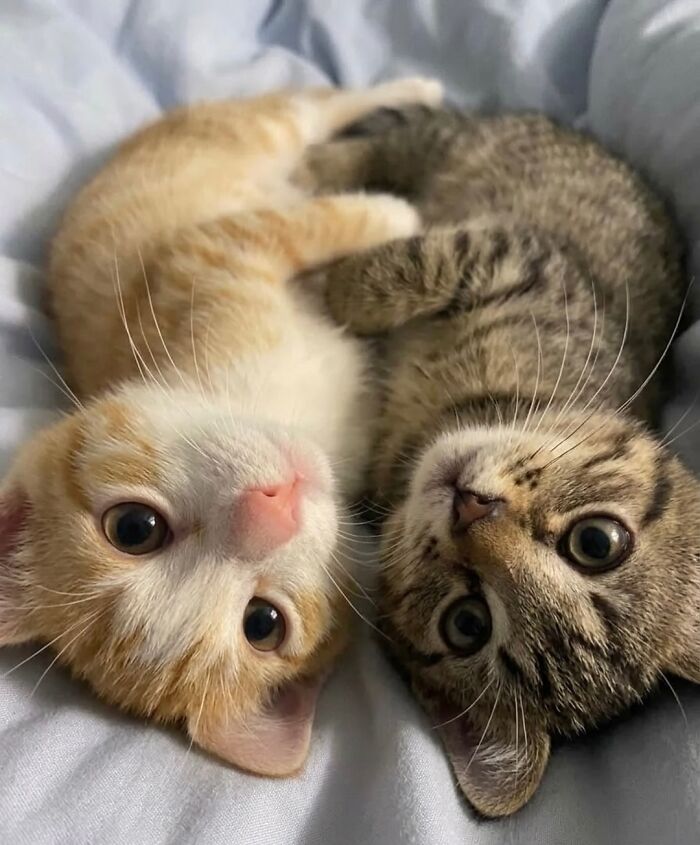 80 Hilarious Cat Moments Caught On Camera, Shared On This Page