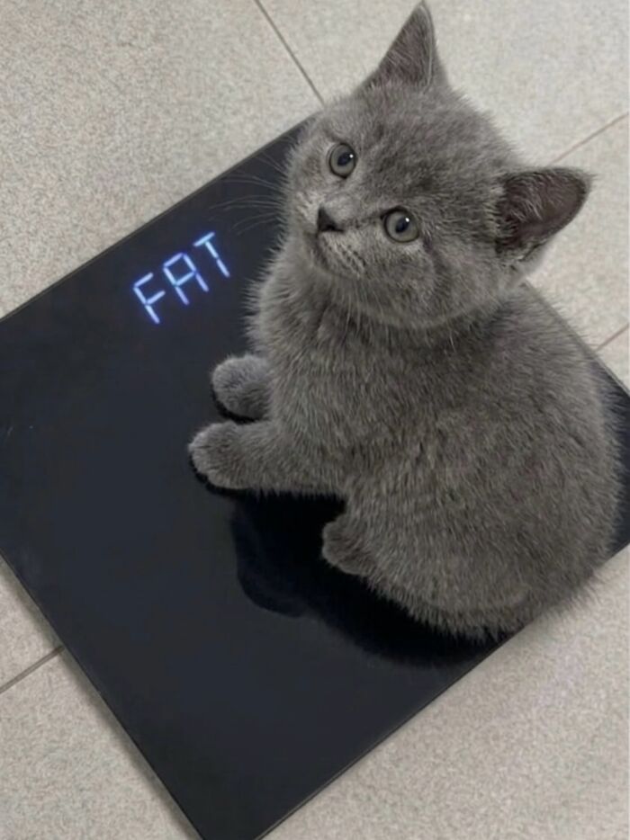 80 Hilarious Cat Moments Caught On Camera, Shared On This Page