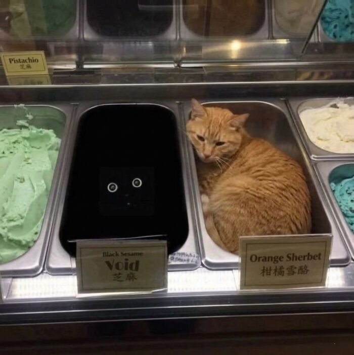 80 Hilarious Cat Moments Caught On Camera, Shared On This Page