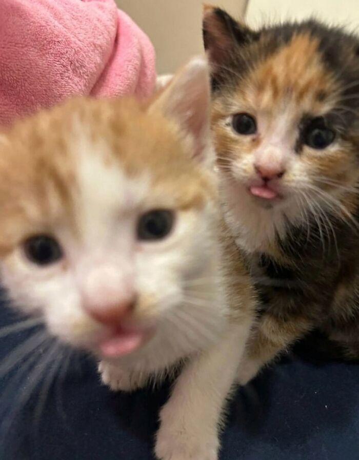 80 Hilarious Cat Moments Caught On Camera, Shared On This Page