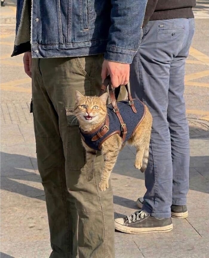 80 Hilarious Cat Moments Caught On Camera, Shared On This Page