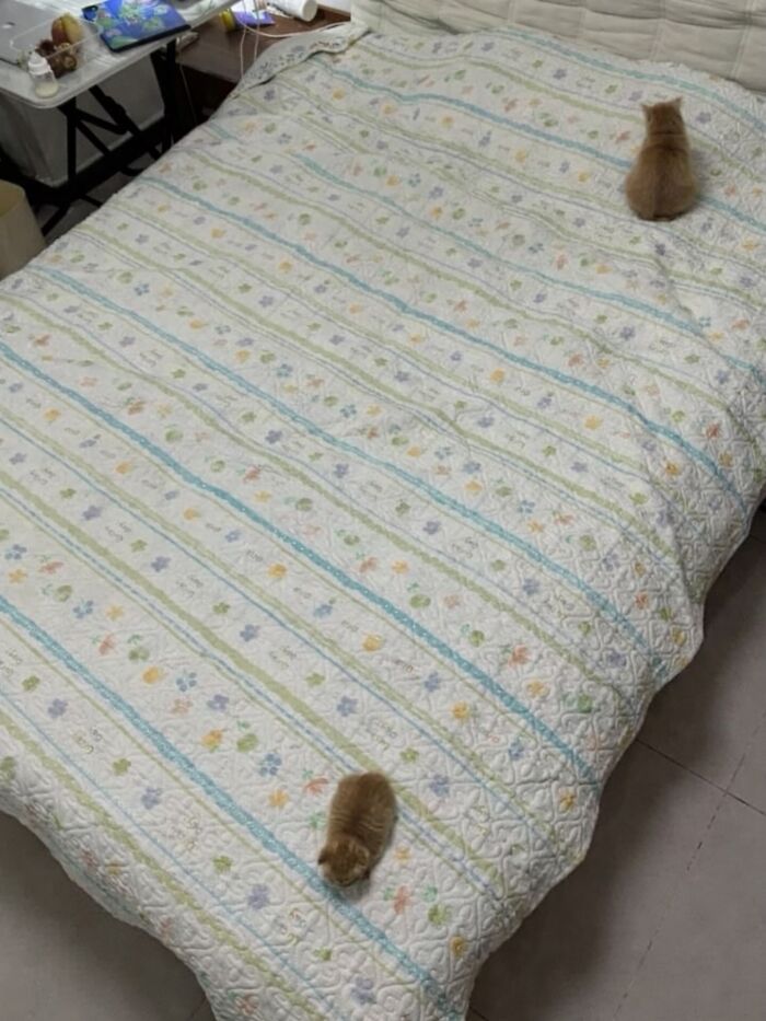 80 Hilarious Cat Moments Caught On Camera, Shared On This Page