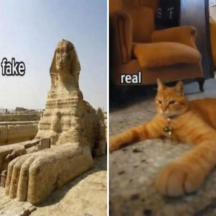 80 Hilarious Cat Moments Caught On Camera, Shared On This Page