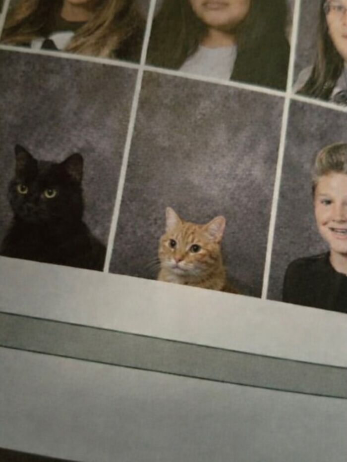 80 Hilarious Cat Moments Caught On Camera, Shared On This Page