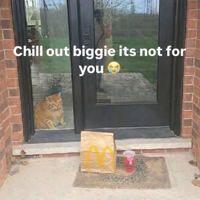 80 Hilarious Cat Moments Caught On Camera, Shared On This Page