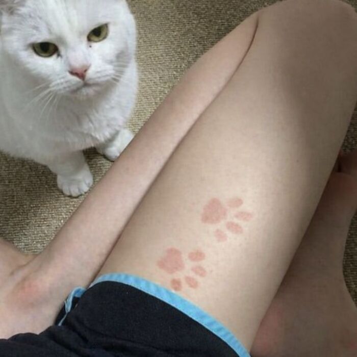 80 Hilarious Cat Moments Caught On Camera, Shared On This Page