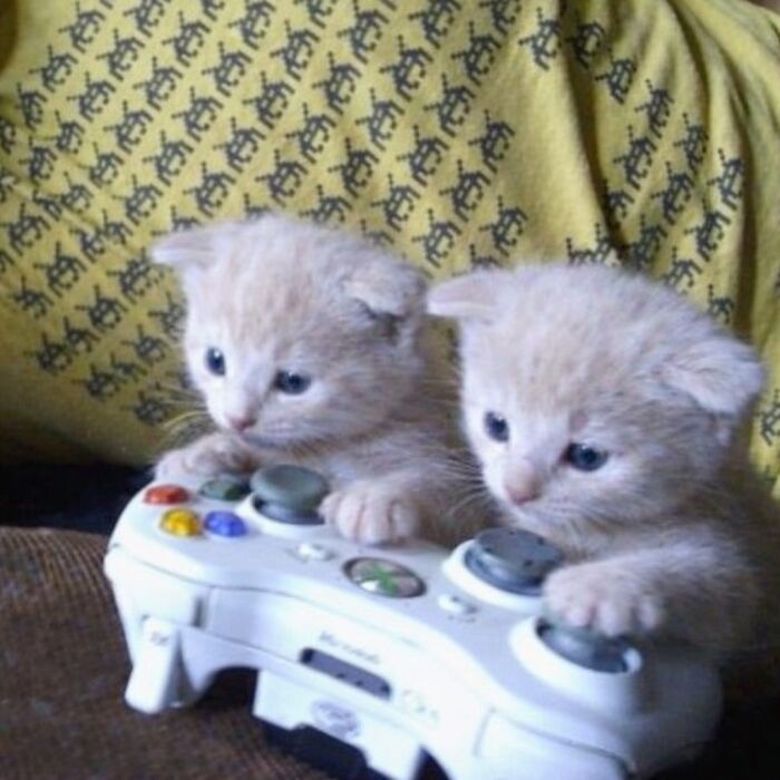 80 Hilarious Cat Moments Caught On Camera, Shared On This Page