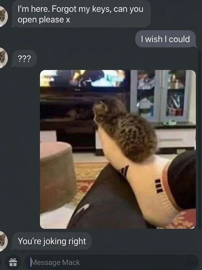 80 Hilarious Cat Moments Caught On Camera, Shared On This Page