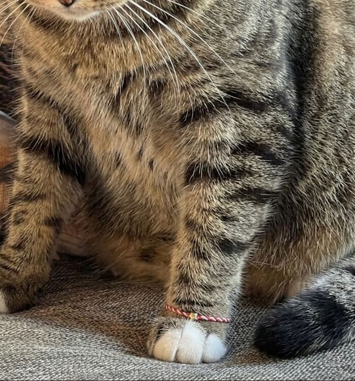 80 Hilarious Cat Moments Caught On Camera, Shared On This Page