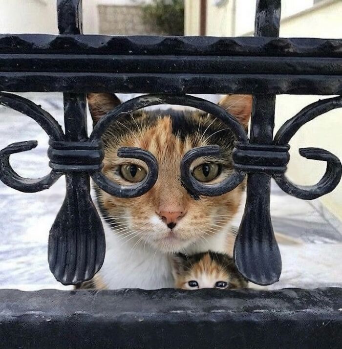 80 Hilarious Cat Moments Caught On Camera, Shared On This Page