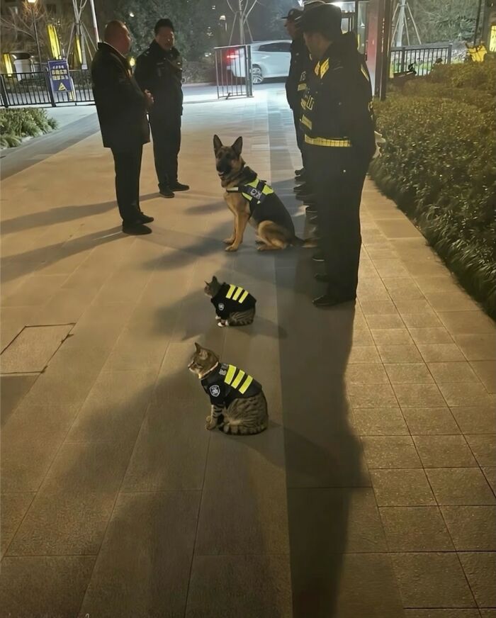 80 Hilarious Cat Moments Caught On Camera, Shared On This Page