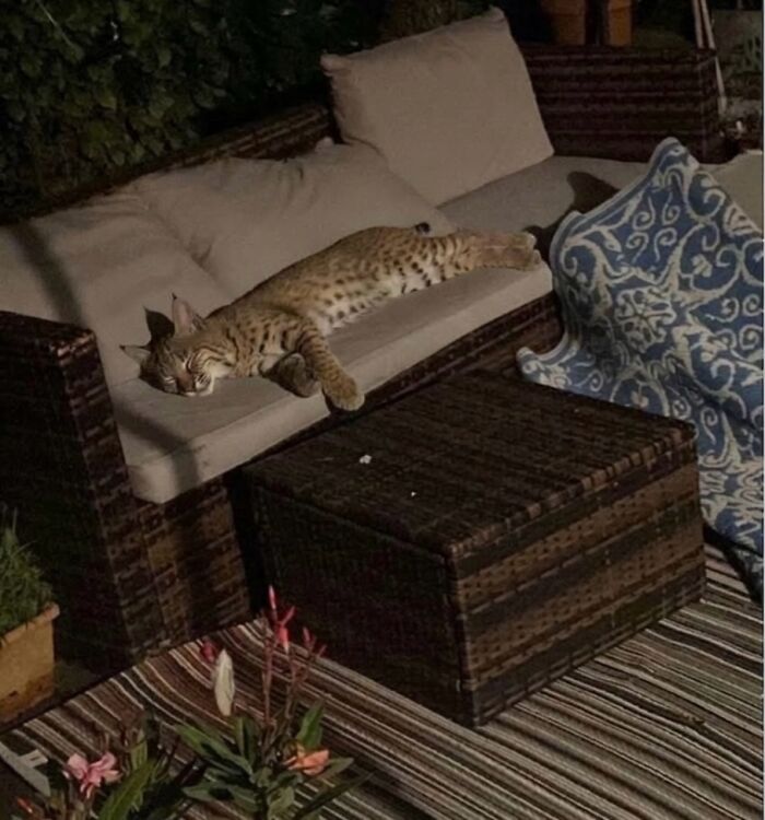 80 Hilarious Cat Moments Caught On Camera, Shared On This Page