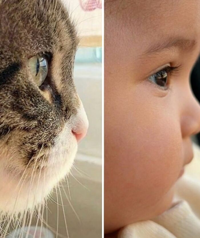 80 Hilarious Cat Moments Caught On Camera, Shared On This Page