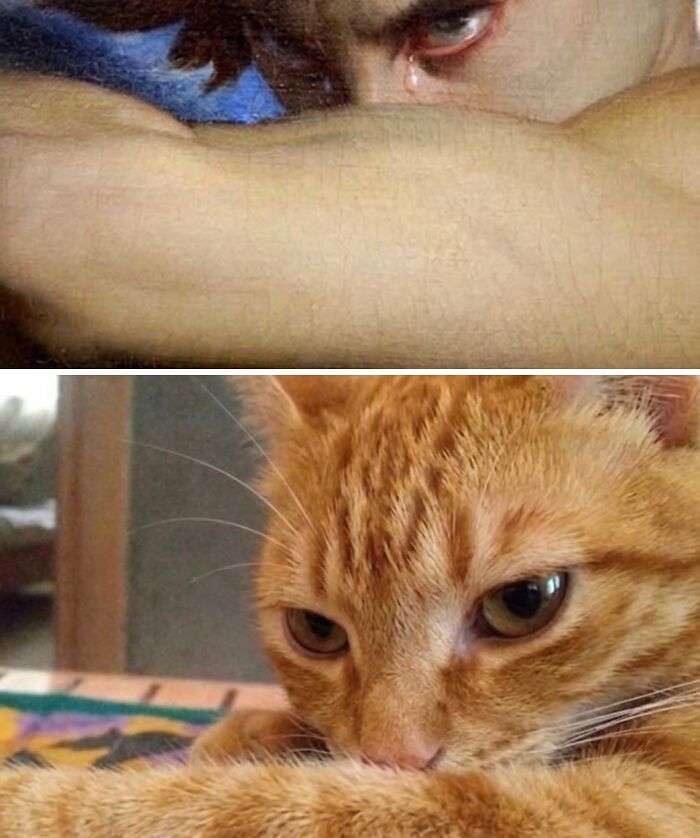 80 Hilarious Cat Moments Caught On Camera, Shared On This Page