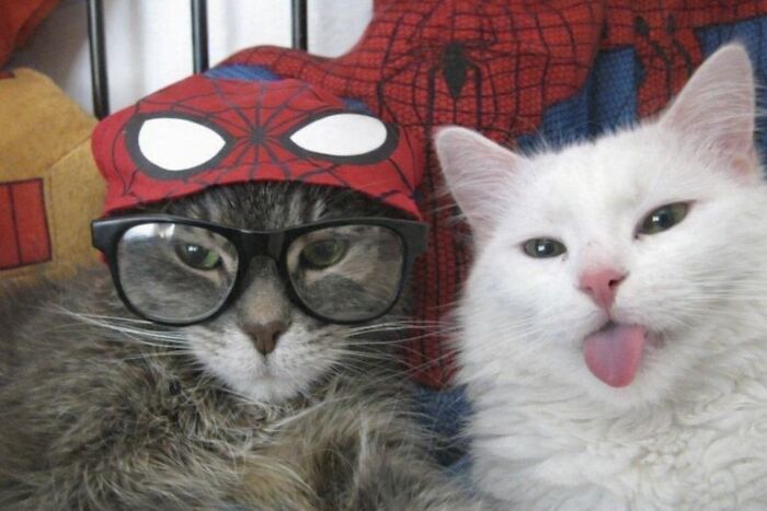 80 Hilarious Cat Moments Caught On Camera, Shared On This Page