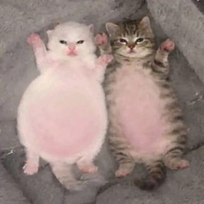 80 Hilarious Cat Moments Caught On Camera, Shared On This Page