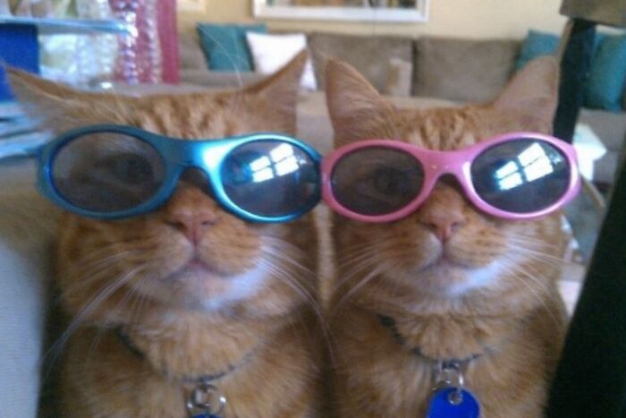 80 Hilarious Cat Moments Caught On Camera, Shared On This Page