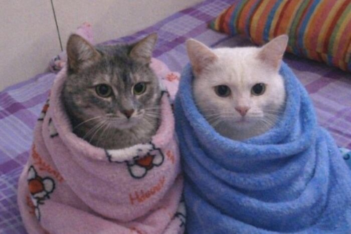 80 Hilarious Cat Moments Caught On Camera, Shared On This Page