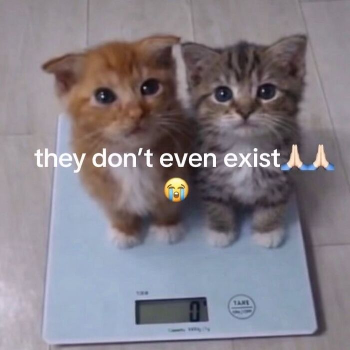 80 Hilarious Cat Moments Caught On Camera, Shared On This Page