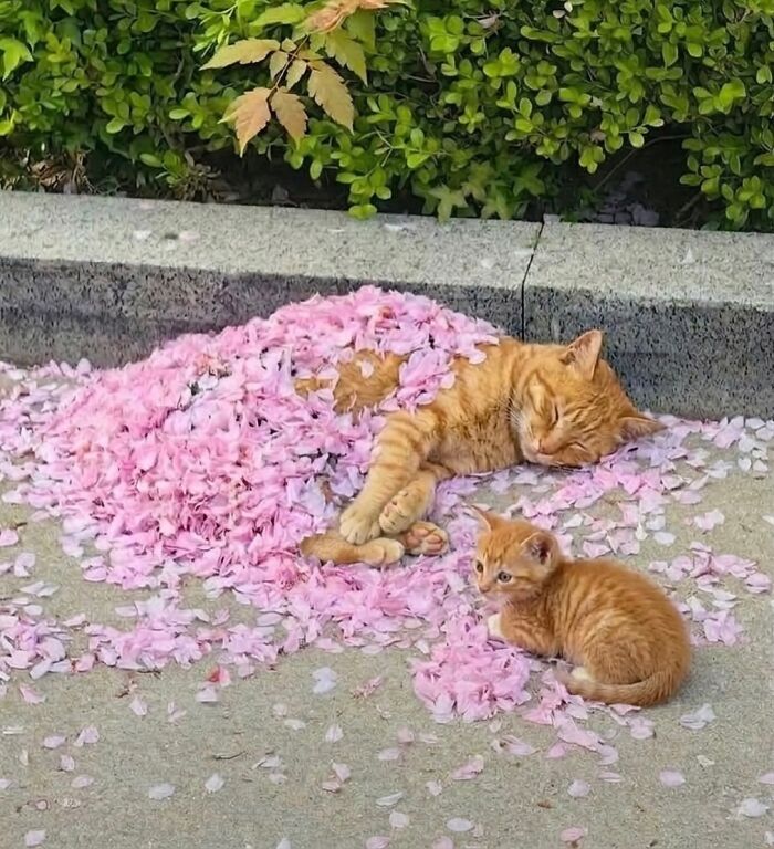 80 Hilarious Cat Moments Caught On Camera, Shared On This Page