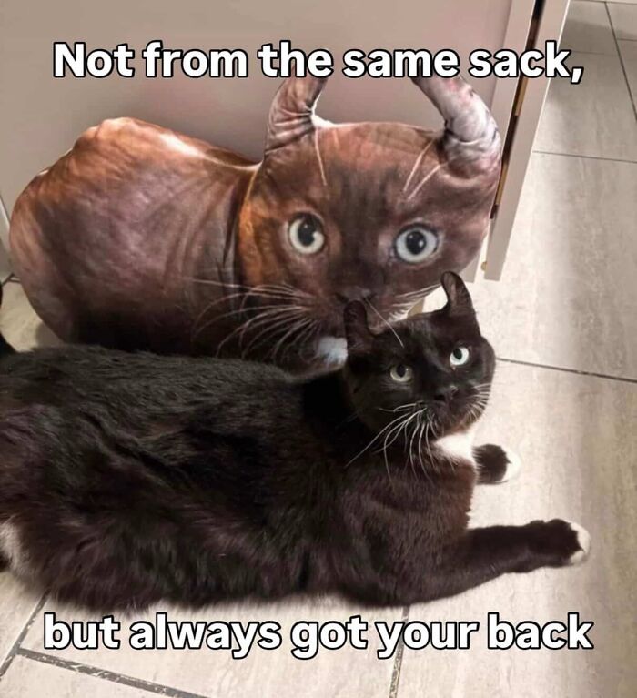 80 Hilarious Cat Moments Caught On Camera, Shared On This Page