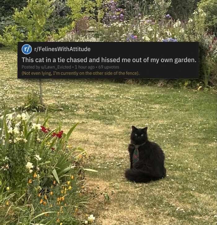 80 Hilarious Cat Moments Caught On Camera, Shared On This Page