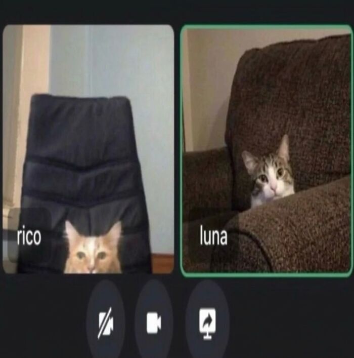 80 Hilarious Cat Moments Caught On Camera, Shared On This Page