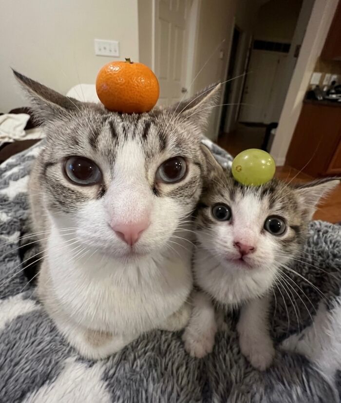 80 Hilarious Cat Moments Caught On Camera, Shared On This Page