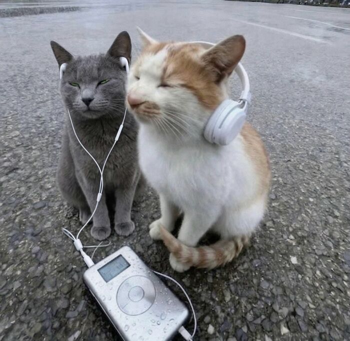 80 Hilarious Cat Moments Caught On Camera, Shared On This Page