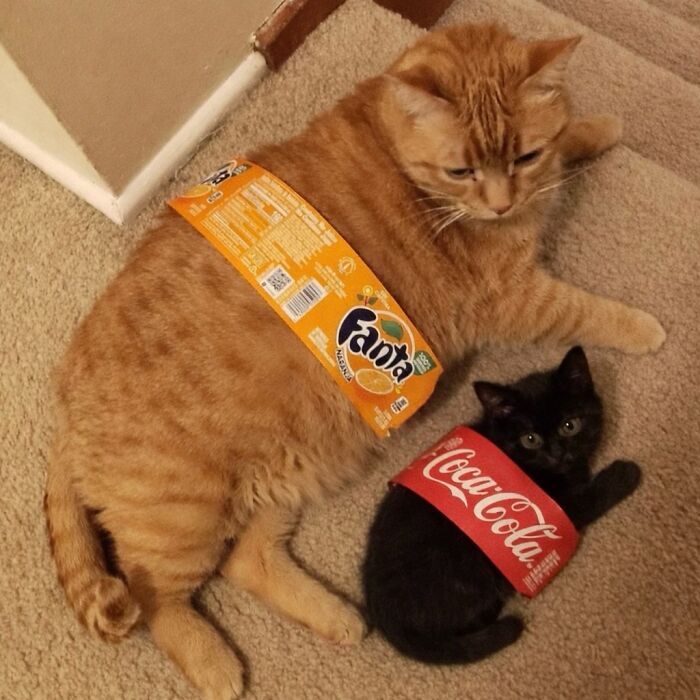 80 Hilarious Cat Moments Caught On Camera, Shared On This Page